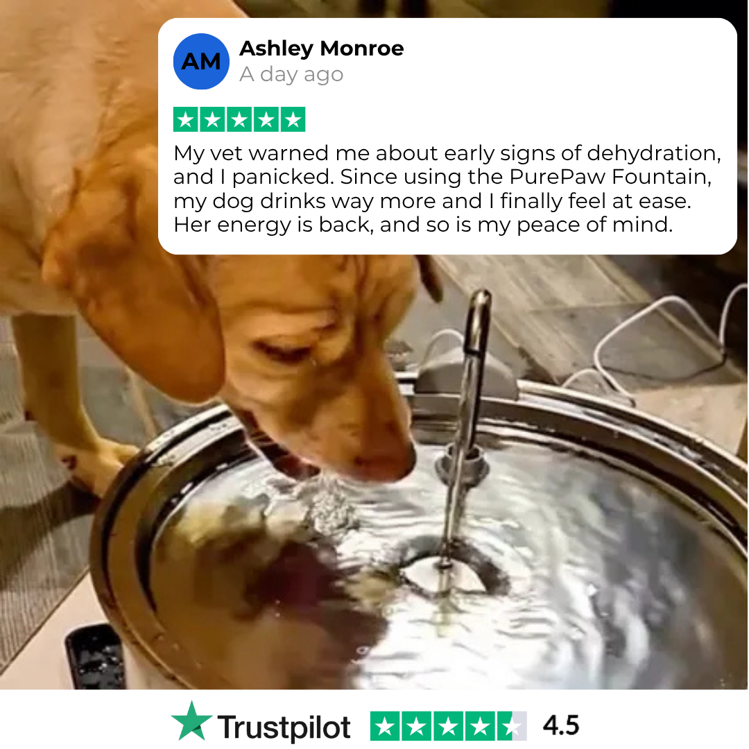 PurePaw™ Health and Happiness Fountain Kit