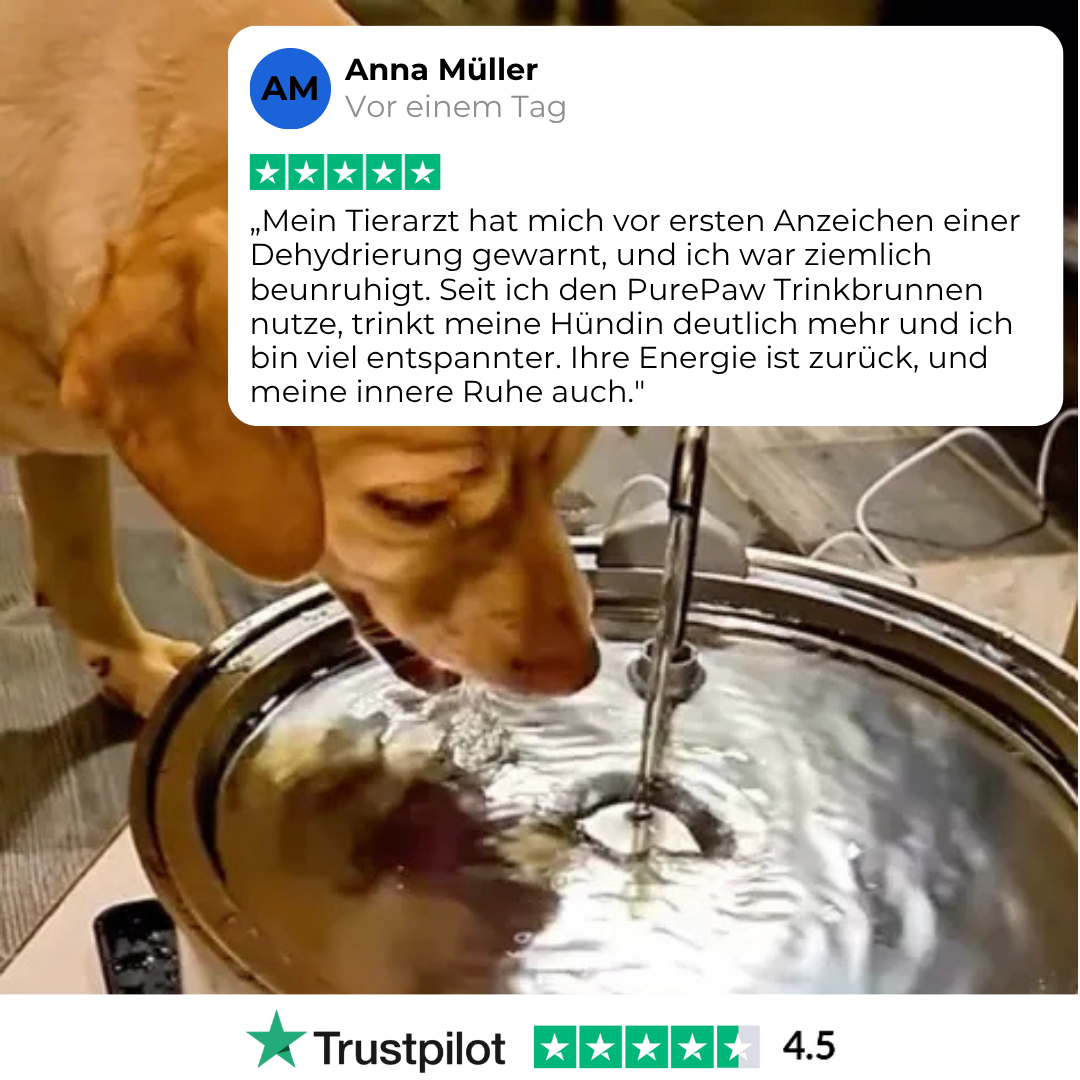 PurePaw™ Wohlfühl-Trinkbrunnen-Set