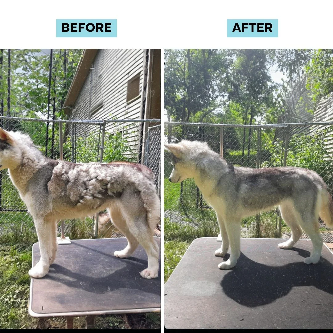 PurePaw™ Pet Grooming Kit